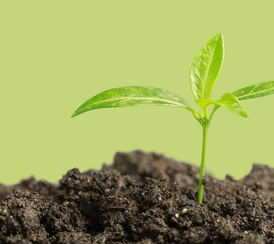 Smart Plant Moisture Monitor Admitted to CMU