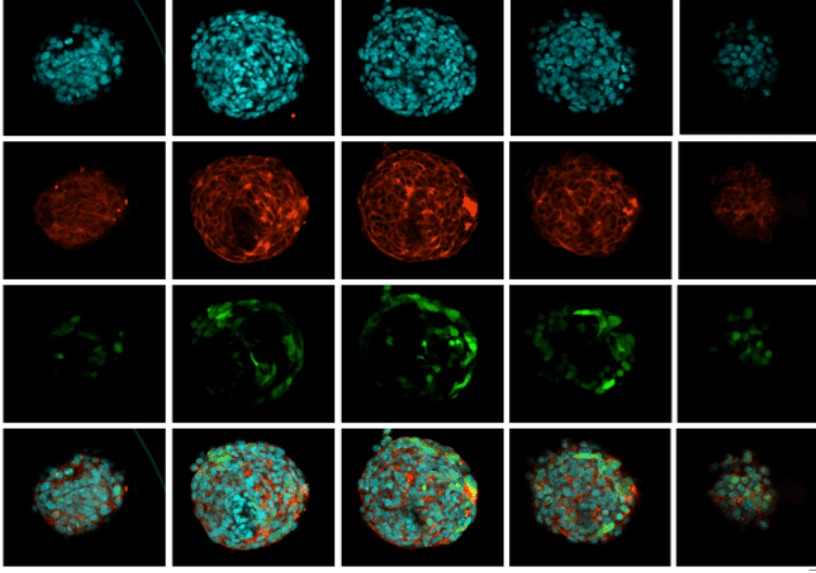 3D cell models